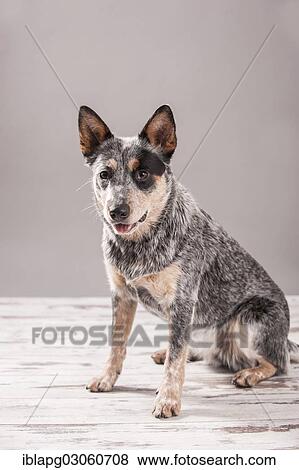 "Sitting Australian Cattle Dog, young dog" View Large Photo Image Stock Photo - "Sitting Australian Cattle Dog, young dog". Fotosearch