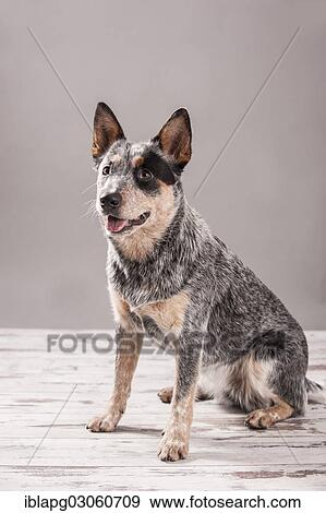 "Sitting Australian Cattle Dog, young dog" View Large Photo Image Stock Photo - "Sitting Australian Cattle Dog, young dog". Fotosearch