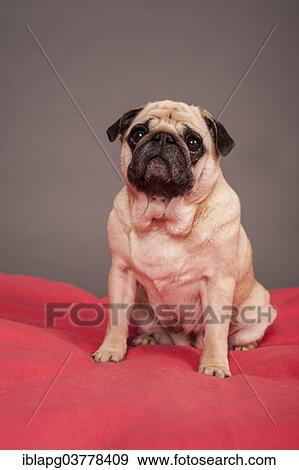 Sitting beige Pug View Large Photo Image Stock Photo - Sitting beige Pug. Fotosearch