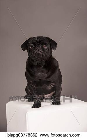 Stock Image - Sitting black Pug. Fotosearch