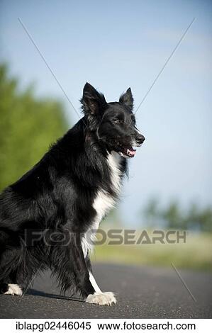 Sitting Border Collie View Large Photo Image Stock Photography - Sitting Border Collie. Fotosearch