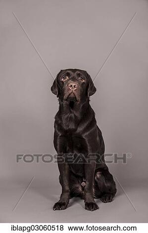 Sitting brown Labrador Retriever View Large Photo Image Stock Photo - Sitting brown Labrador Retriever. Fotosearch