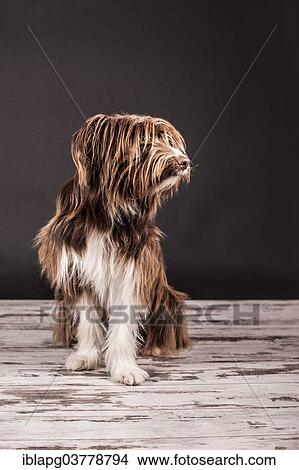 Sitting brown mixed-breed dog View Large Photo Image Picture - Sitting brown mixed-breed dog. Fotosearch