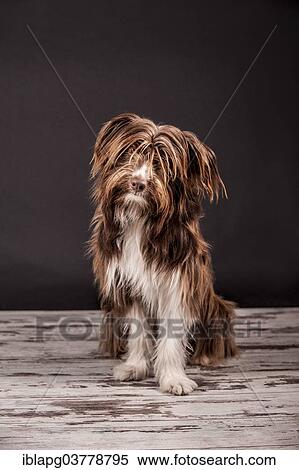 Sitting brown mixed-breed dog View Large Photo Image Stock Photography - Sitting brown mixed-breed dog. Fotosearch