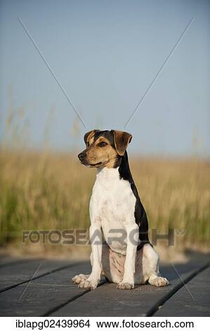 Picture - Sitting Dansk-Svensk Gardshund or Danish-Swedish Farmdog. Fotosearch