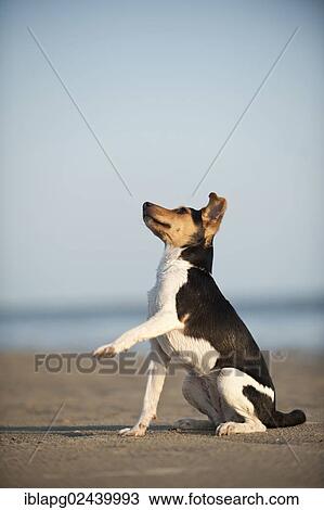 Stock Image - Sitting Dansk-Svensk Gardshund or Danish? ÇôSwedish Farmdog offering its paw. Fotosearch