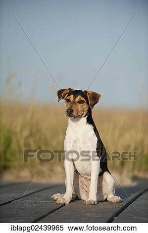 Stock Photography - Sitting Dansk-Svensk Gardshund or Danish-Swedish Farmdog. Fotosearch