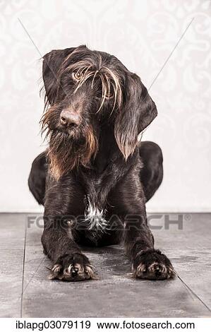 Stock Photo - "Sitting German Wirehaired Pointer, Germany, Europe". Fotosearch