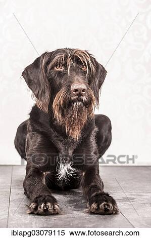 "Sitting German Wirehaired Pointer, Germany, Europe" View Large Photo Image Stock Photography - "Sitting German Wirehaired Pointer, Germany, Europe". Fotosearch