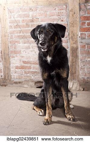 Sitting mixed-breed dog View Large Photo Image Stock Image - Sitting mixed-breed dog. Fotosearch