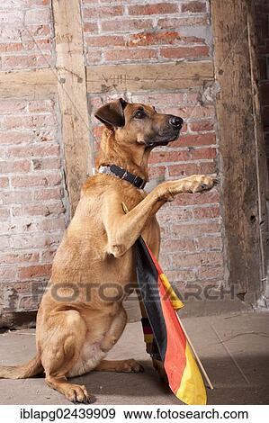 Sitting mixed-breed dog with a German flag View Large Photo Image Stock Photo - Sitting mixed-breed dog with a German flag. Fotosearch