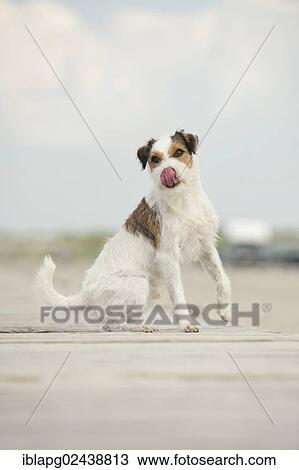 Sitting Parson Russell Terrier View Large Photo Image Stock Image - Sitting Parson Russell Terrier. Fotosearch