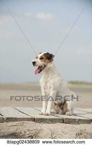 Sitting Parson Russell Terrier View Large Photo Image Stock Photo - Sitting Parson Russell Terrier. Fotosearch
