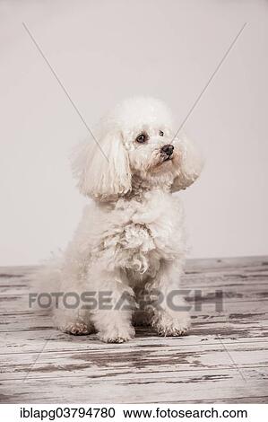 Sitting Poodle View Large Photo Image Stock Image - Sitting Poodle. Fotosearch
