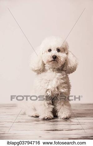 Sitting Poodle View Large Photo Image Stock Photograph - Sitting Poodle. Fotosearch