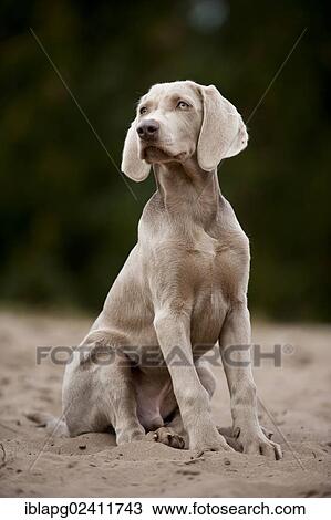 Sitting Weimaraner puppy View Large Photo Image Stock Image - Sitting Weimaraner puppy. Fotosearch