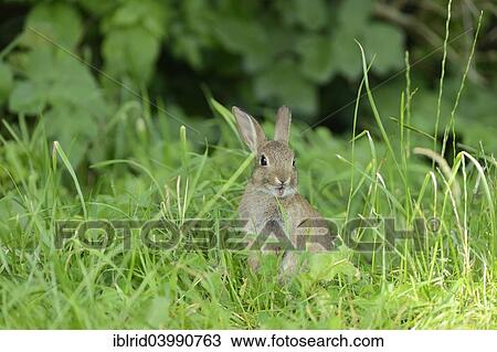 "Sitting young European rabbit (Oryctolagus cuniculus), North Rhine-Westphalia, Germany, Europe" View Large Photo Image Stock Image - "Sitting young European rabbit (Oryctolagus cuniculus), North Rhine-Westphalia, Germany, Europe". Fotosearch