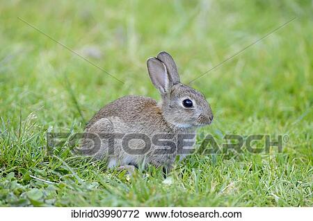 "Sitting young European rabbit (Oryctolagus cuniculus), North Rhine-Westphalia, Germany, Europe" View Large Photo Image Stock Image - "Sitting young European rabbit (Oryctolagus cuniculus), North Rhine-Westphalia, Germany, Europe". Fotosearch