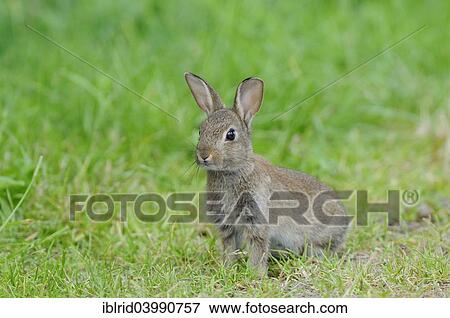 "Sitting young European rabbit (Oryctolagus cuniculus), North Rhine-Westphalia, Germany, Europe" View Large Photo Image Stock Photo - "Sitting young European rabbit (Oryctolagus cuniculus), North Rhine-Westphalia, Germany, Europe". Fotosearch