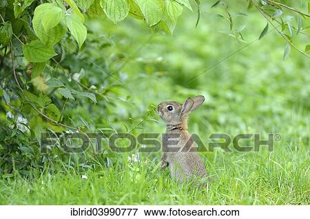 "Sitting young European rabbit (Oryctolagus cuniculus), North Rhine-Westphalia, Germany, Europe" View Large Photo Image Stock Photo - "Sitting young European rabbit (Oryctolagus cuniculus), North Rhine-Westphalia, Germany, Europe". Fotosearch