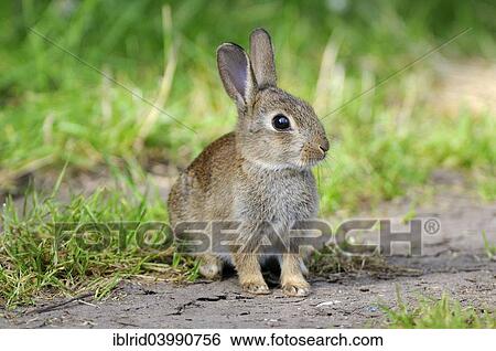 Stock Photograph - "Sitting young European rabbit (Oryctolagus cuniculus), North Rhine-Westphalia, Germany, Europe". Fotosearch