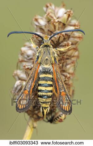 Stock Image - "Six-belted Clearwing (Bembecia ichneumoniformis), perched on a seed head, Valle Verzasca, Kanton Tessin, Switzerland, Europe". Fotosearch