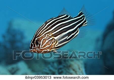 Stock Image - "Six-lined Soapfish or Solden-striped Grouper, also Goldenstriped Soapfish (Grammistes sexlineatus), Makadi Bay, Red Sea, Hurghada, Egypt, Africa". Fotosearch