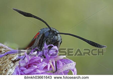 "Six-spot Burnet (Zygaena Filipendulae, Anthrocera Filipendulae), Hesse, Germany, Europe" View Large Photo Image Stock Image - "Six-spot Burnet (Zygaena Filipendulae, Anthrocera Filipendulae), Hesse, Germany, Europe". Fotosearch