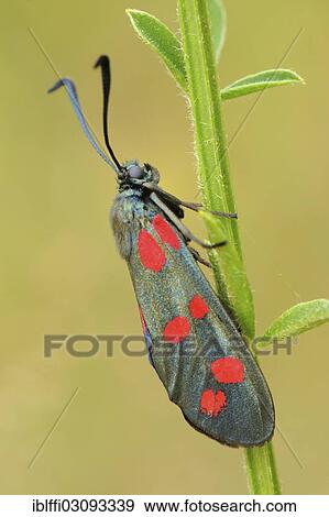"Six-spot Burnet (Zygaena Filipendulae) perched on a straw, Valle Verzasca, Kanton Tessin, Switzerland, Europe" View Large Photo Image Stock Photo - "Six-spot Burnet (Zygaena Filipendulae) perched on a straw, Valle Verzasca, Kanton Tessin, Switzerland, Europe". Fotosearch