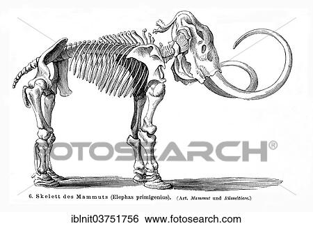 "Skeleton of a Mammoth (Elephas primigenius), Meyers Encyclopedia 1897" View Large Photo Image Stock Photograph - "Skeleton of a Mammoth (Elephas primigenius), Meyers Encyclopedia 1897". Fotosearch