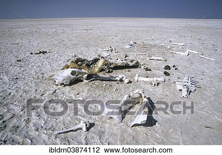 Stock Image - "Skeleton of a perished cow, Makgadikgadi Pan, Botswana, Africa". Fotosearch
