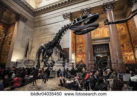 "Skeleton of an Allosaurus, Theodore Roosevelt Rotunda, American Museum of Natural History, Central Park, Manhattan, New York, United States, North America" View Large Photo Image Stock Image - "Skeleton of an Allosaurus, Theodore Roosevelt Rotunda, American Museum of Natural History, Central Park, Manhattan, New York, United States, North America". Fotosearch