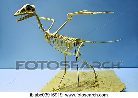 Stock Photo - "Skeleton, pterosaur, Paleontological Museum, Munich, Bavaria, Germany, Europe". Fotosearch