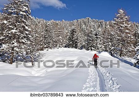 Stock Image - "Ski tourer during the ascent of Mt Juribrutto, Fiemme Valley, Dolomites, Trentino, Italy, Europe". Fotosearch