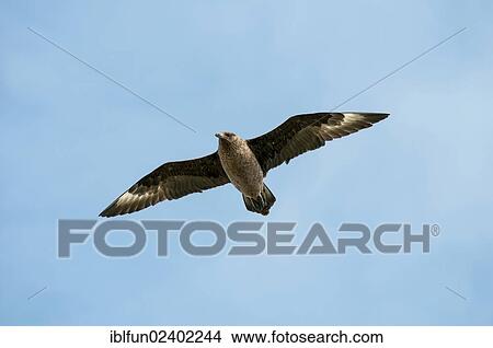 "Skua (Stercorarius skua) in observation flight, Shetland, Scotland, United Kingdom, Europe" View Large Photo Image Picture - "Skua (Stercorarius skua) in observation flight, Shetland, Scotland, United Kingdom, Europe". Fotosearch