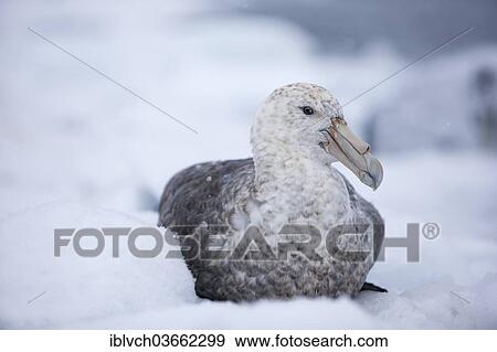 "Skua (Stercorarius sp. ) on an ice floe, Antarctica" View Large Photo Image Stock Photo - "Skua (Stercorarius sp. ) on an ice floe, Antarctica". Fotosearch
