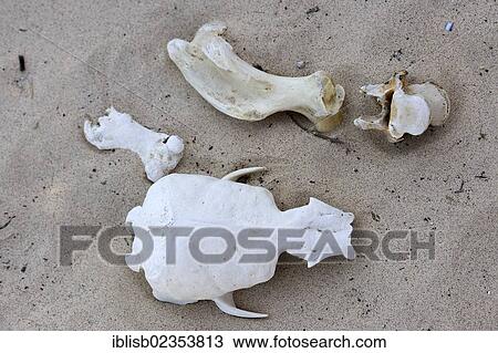 "Skull and bones of a Galapagos sea lion (Zalophus wollebaeki), Santa Fe Island, Isla Santa Fe, Galapagos, UNESCO World Heritage Site, Ecuador, South America" View Large Photo Image Stock Image - "Skull and bones of a Galapagos sea lion (Zalophus wollebaeki), Santa Fe Island, Isla Santa Fe, Galapagos, UNESCO World Heritage Site, Ecuador, South America". Fotosearch