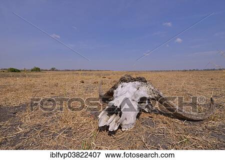 "Skull of a Cape buffalo (Syncerus caffer), Nsefu sector, South Luangwa National Park, Zambia, Africa" View Large Photo Image Stock Photo - "Skull of a Cape buffalo (Syncerus caffer), Nsefu sector, South Luangwa National Park, Zambia, Africa". Fotosearch