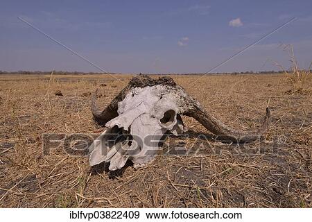 "Skull of a Cape buffalo (Syncerus caffer), Nsefu sector, South Luangwa National Park, Zambia, Africa" View Large Photo Image Stock Photo - "Skull of a Cape buffalo (Syncerus caffer), Nsefu sector, South Luangwa National Park, Zambia, Africa". Fotosearch