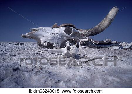 "Skull of a dead bovine, Makgadikgadi Pan, Kalahari, Botswana, Africa" View Large Photo Image Stock Photo - "Skull of a dead bovine, Makgadikgadi Pan, Kalahari, Botswana, Africa". Fotosearch