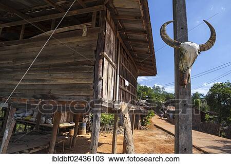 "Skull of a water buffalo hanging next to a hut, village, Mae Hong Son province, northern Thailand, Thailand, Asia" View Large Photo Image Stock Image - "Skull of a water buffalo hanging next to a hut, village, Mae Hong Son province, northern Thailand, Thailand, Asia". Fotosearch