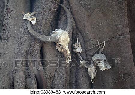 "Skulls of Water Buffalo (Bubalus arnee), Javan Rusa (Rusa timorensis), and Wild Boar (Sus scrofa), prey animals of Komodo Dragon, Komodo National Park, Unesco World Heritage Site, Komodo Island, Lesser Sunda Islands, Indonesia, Asia" View Large Photo Image Stock Image - "Skulls of Water Buffalo (Bubalus arnee), Javan Rusa (Rusa timorensis), and Wild Boar (Sus scrofa), prey animals of Komodo Dragon, Komodo National Park, Unesco World Heritage Site, Komodo Island, Lesser Sunda Islands, Indonesia, Asia". Fotosearch