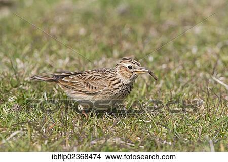 Picture - "Skylark (Alauda arvensis), adult male, feeding on insect larva, Suffolk, England, United Kingdom, Europe". Fotosearch