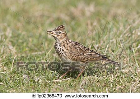 "Skylark (Alauda arvensis), adult male, singing with crest raised, standing on grass in field, Suffolk, England, United Kingdom, Europe" View Large Photo Image Stock Image - "Skylark (Alauda arvensis), adult male, singing with crest raised, standing on grass in field, Suffolk, England, United Kingdom, Europe". Fotosearch