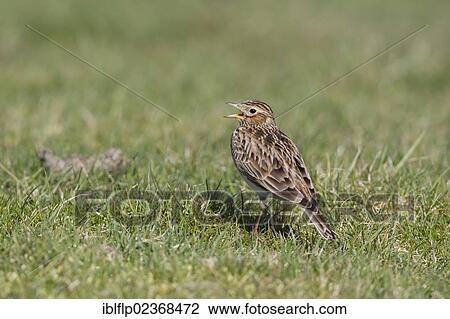 "Skylark (Alauda arvensis), adult male, singing, standing on grass in field, Suffolk, England, United Kingdom, Europe" View Large Photo Image Stock Image - "Skylark (Alauda arvensis), adult male, singing, standing on grass in field, Suffolk, England, United Kingdom, Europe". Fotosearch