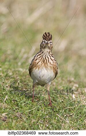 "Skylark (Alauda arvensis), adult male, with crest raised, standing on grass in field, Suffolk, England, United Kingdom, Europe" View Large Photo Image Stock Photo - "Skylark (Alauda arvensis), adult male, with crest raised, standing on grass in field, Suffolk, England, United Kingdom, Europe". Fotosearch