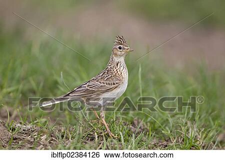 "Skylark (Alauda arvensis), adult male, with crest raised, standing on grass, Suffolk, England, United Kingdom, Europe" View Large Photo Image Stock Photograph - "Skylark (Alauda arvensis), adult male, with crest raised, standing on grass, Suffolk, England, United Kingdom, Europe". Fotosearch