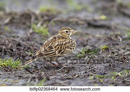 "Skylark (Alauda arvensis), adult, standing on mud in field, Suffolk, England, United Kingdom, Europe" View Large Photo Image Picture - "Skylark (Alauda arvensis), adult, standing on mud in field, Suffolk, England, United Kingdom, Europe". Fotosearch