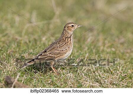 "Skylark (Alauda arvensis), adult female, standing on grass in field, Suffolk, England, United Kingdom, Europe" View Large Photo Image Stock Photography - "Skylark (Alauda arvensis), adult female, standing on grass in field, Suffolk, England, United Kingdom, Europe". Fotosearch