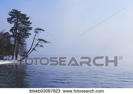 "Slanted pine tree at the lakefront, Starnberger See, Starnberg, Upper Bavaria, Bavaria, Germany, Europe" View Large Photo Image Stock Image - "Slanted pine tree at the lakefront, Starnberger See, Starnberg, Upper Bavaria, Bavaria, Germany, Europe". Fotosearch